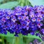 8 heesters met blauwe bloemen voor je tuin