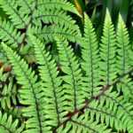 Athyrium: planten, telen en verzorgen