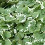 Glechoma hederacea, hondsdraf: planten, onderhoud, eigenschappen