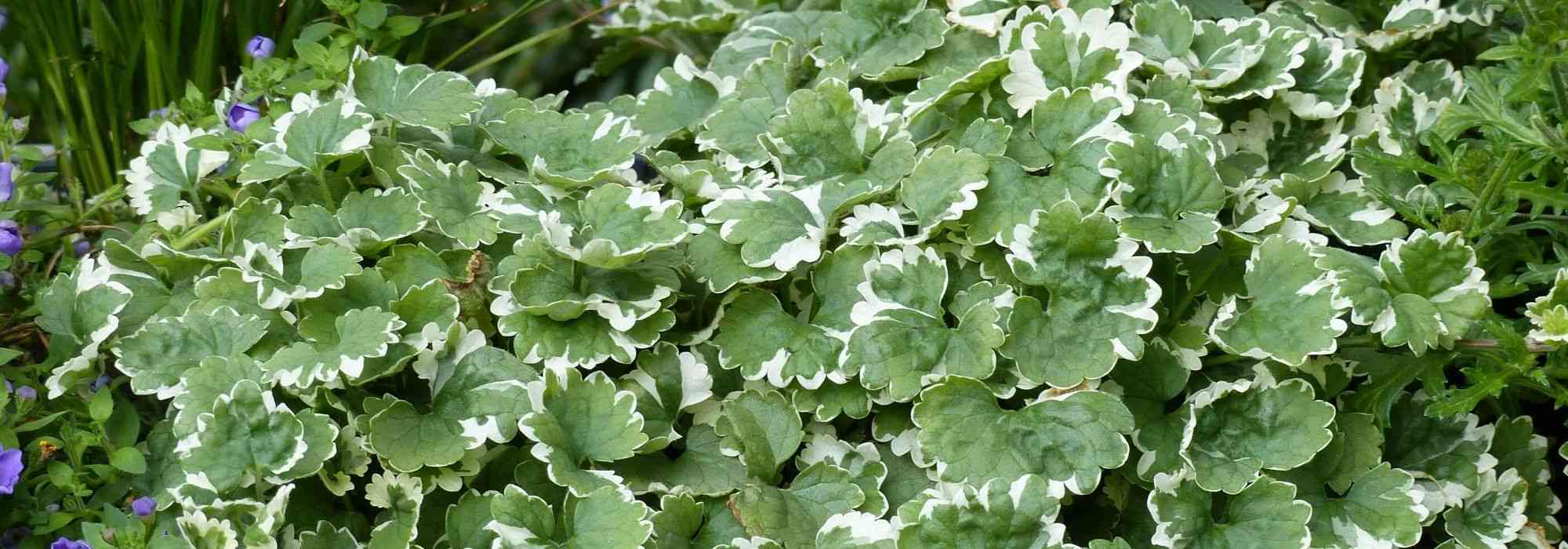 Glechoma hederacea, hondsdraf: planten, onderhoud, eigenschappen