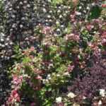 Physocarpus: 5 ideeën om hem in de tuin te combineren