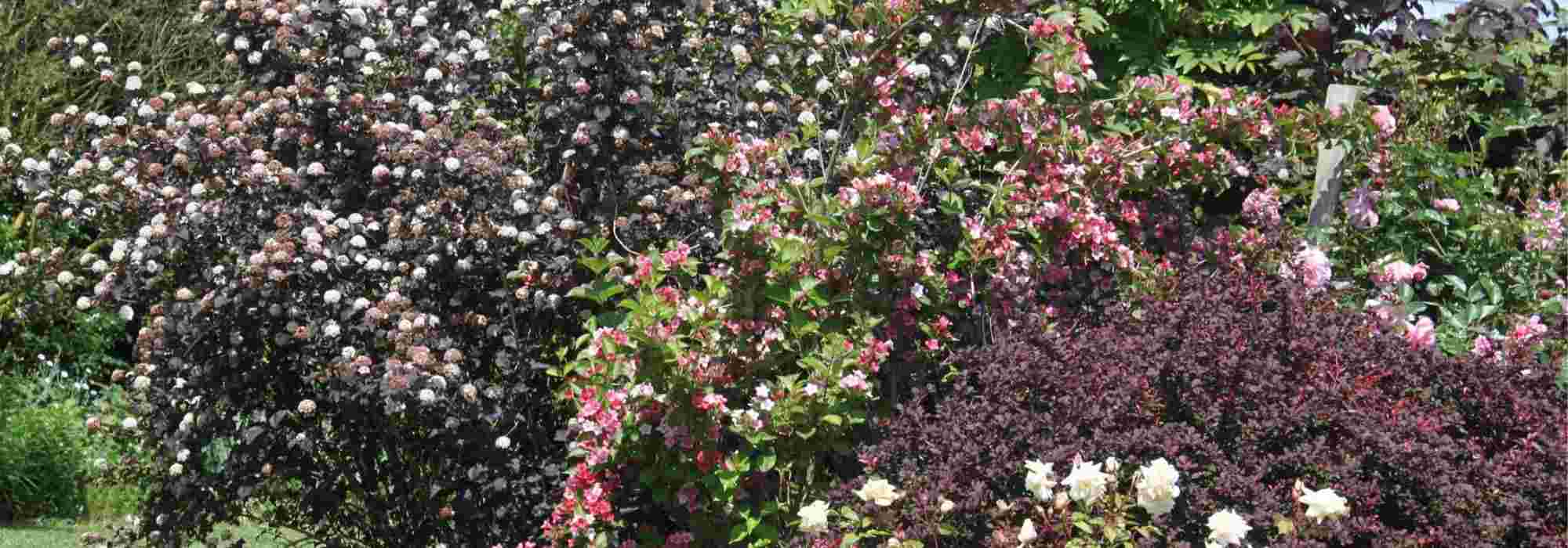 Physocarpus: 5 ideeën om hem in de tuin te combineren