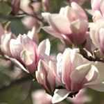 Magnolia: de juiste variëteit voor je tuin kiezen