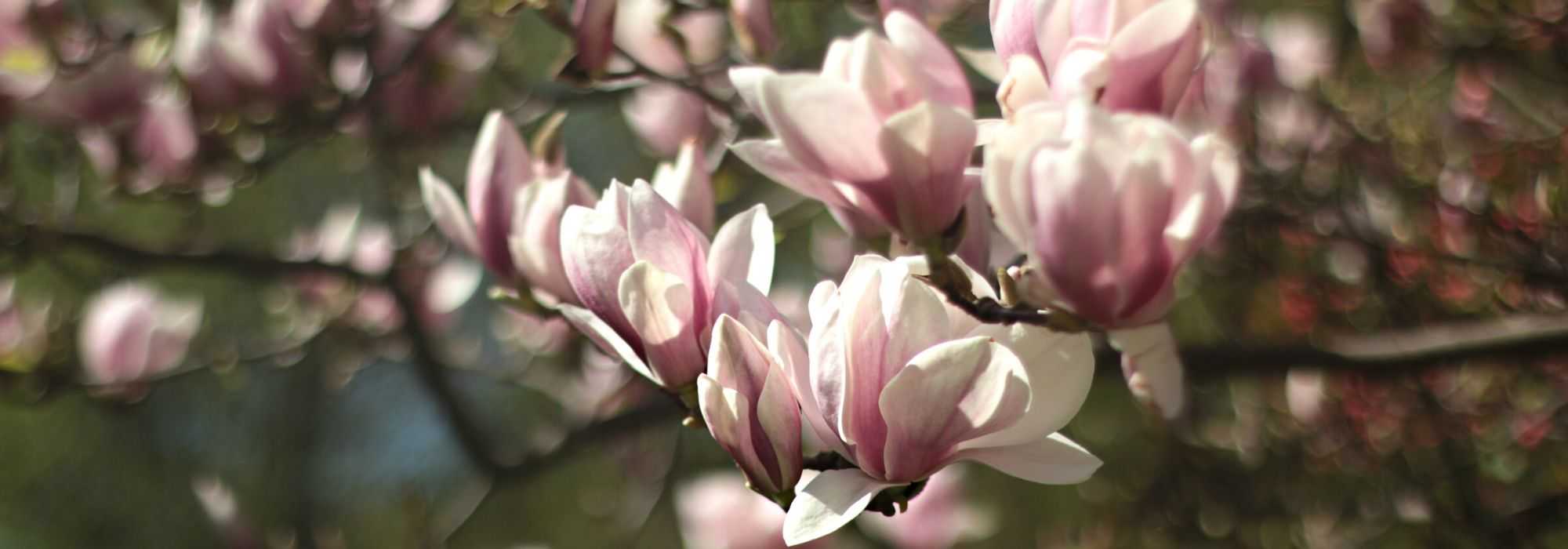 Magnolia: de juiste variëteit voor je tuin kiezen