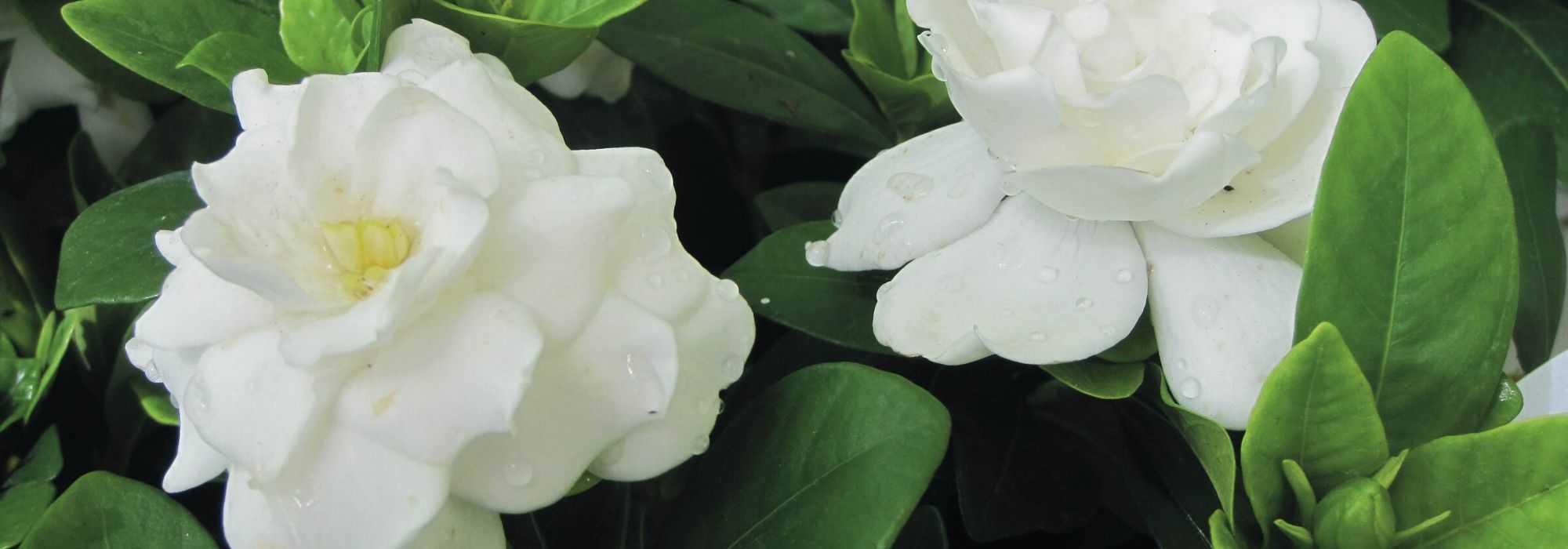 Gardenia beschermen tegen kou en overwinteren?