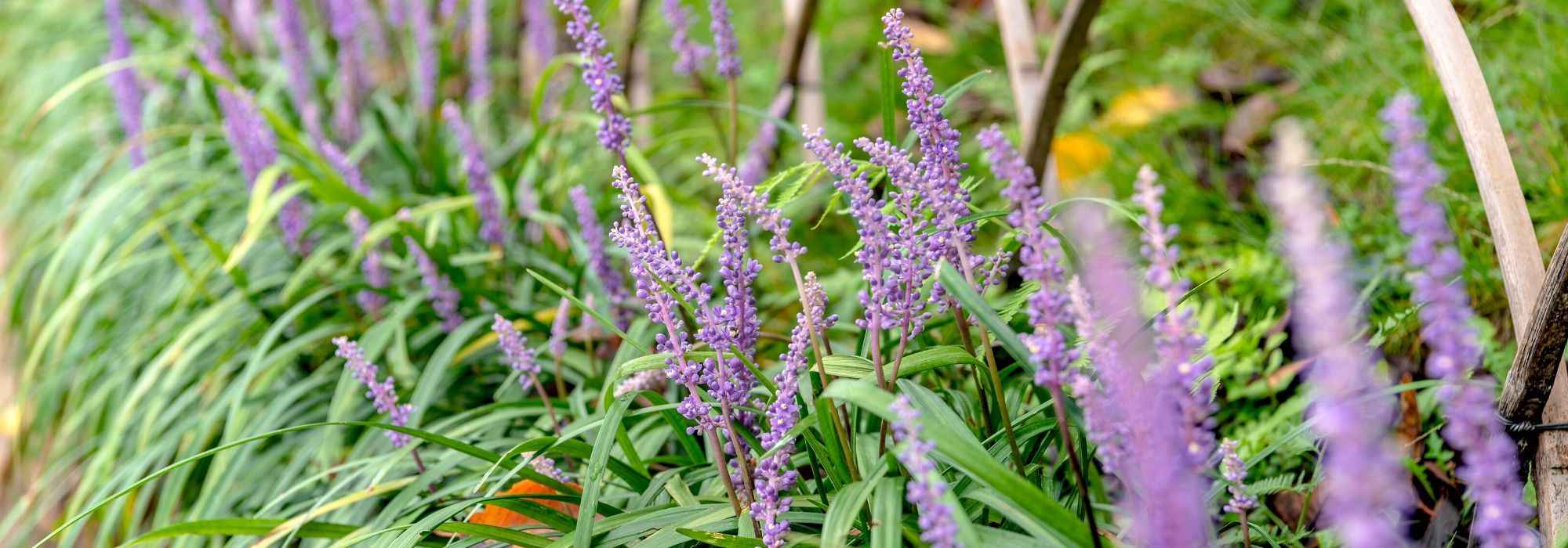 Liriope: planten, telen en vermeerderen