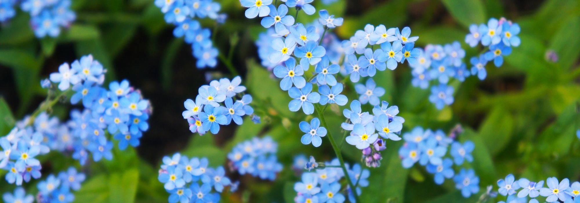 Myosotis planten en zaaien