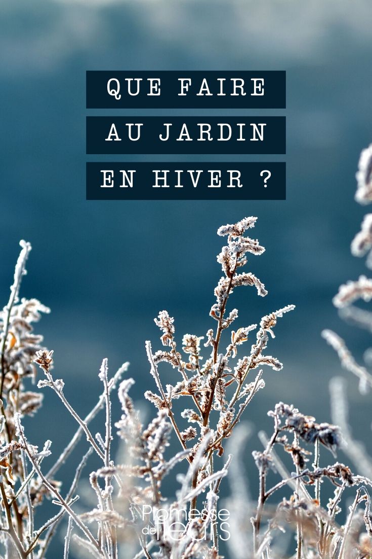 Winter: wat te doen in de tuin?