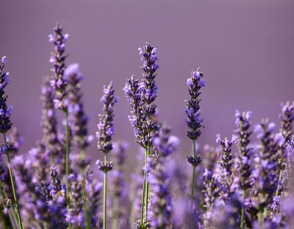 Hoe je lavendel laat mislukken in 5 lessen