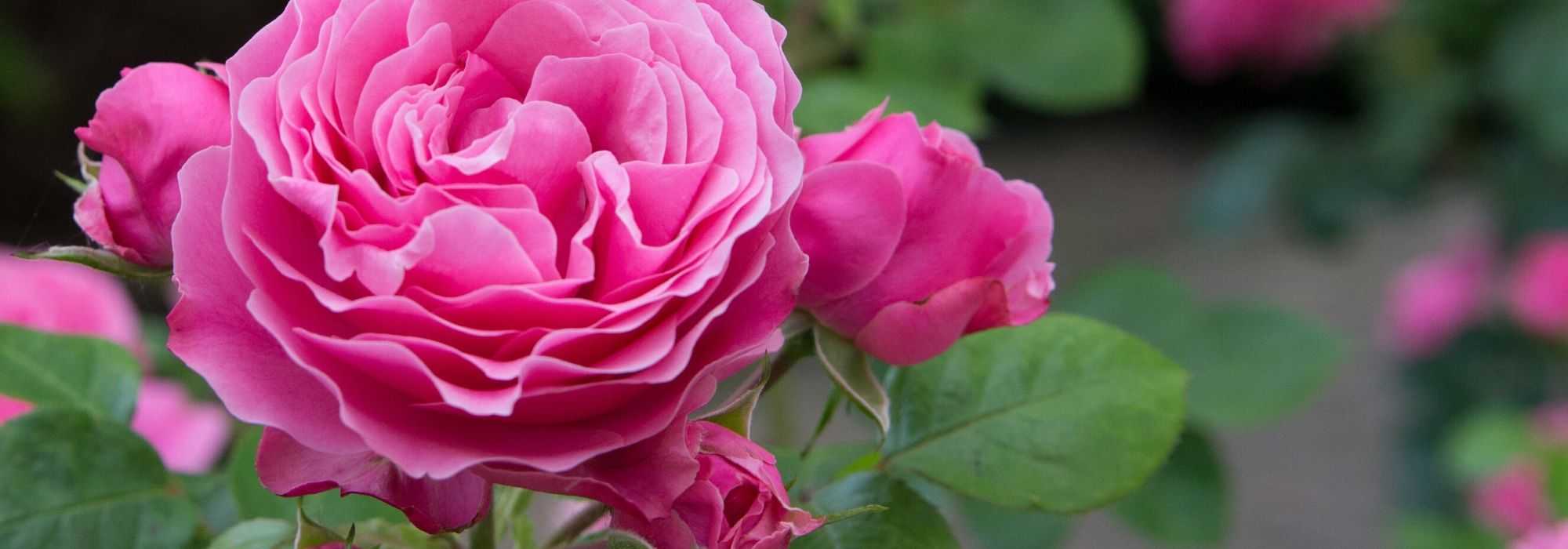 Wanneer en hoe doorbloeiende rozen snoeien?
