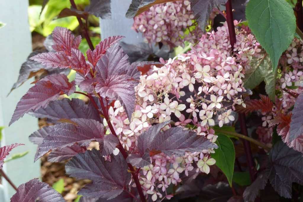 Blaasspirea combineren in de tuin: ideeën