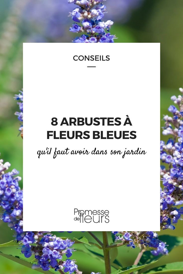 heesters met blauwe bloemen