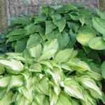 Jardinière et potée pour l'ombre: 5 ideeën voor combinaties