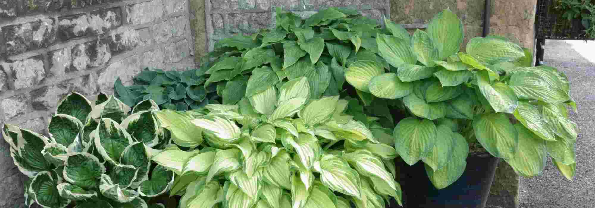 Jardinière et potée pour l'ombre: 5 ideeën voor combinaties