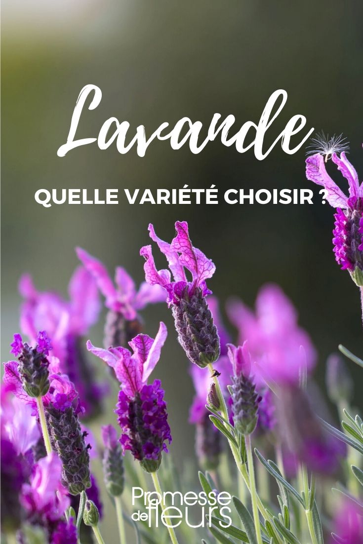 Lavendel: de juiste variëteit kiezen