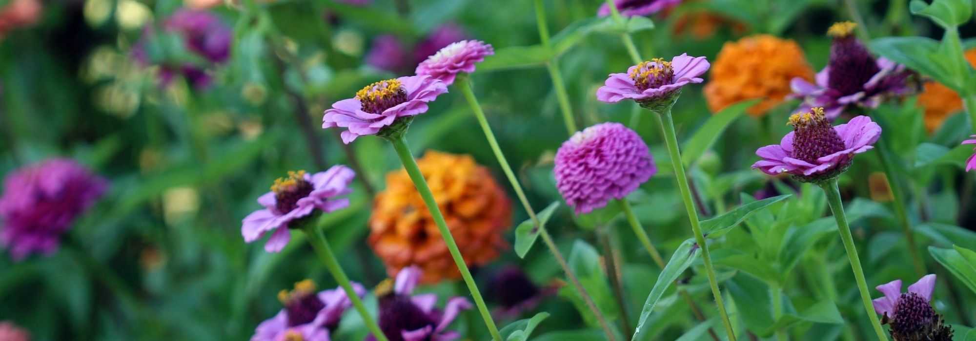 Een zomerbloembak samenstellen: 7 ideeën