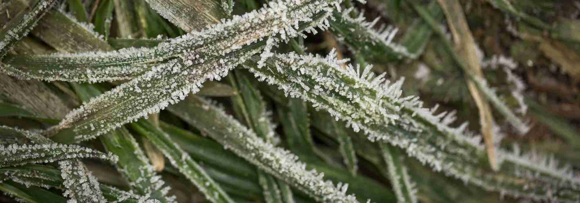 Bereid je tuin voor op de winter