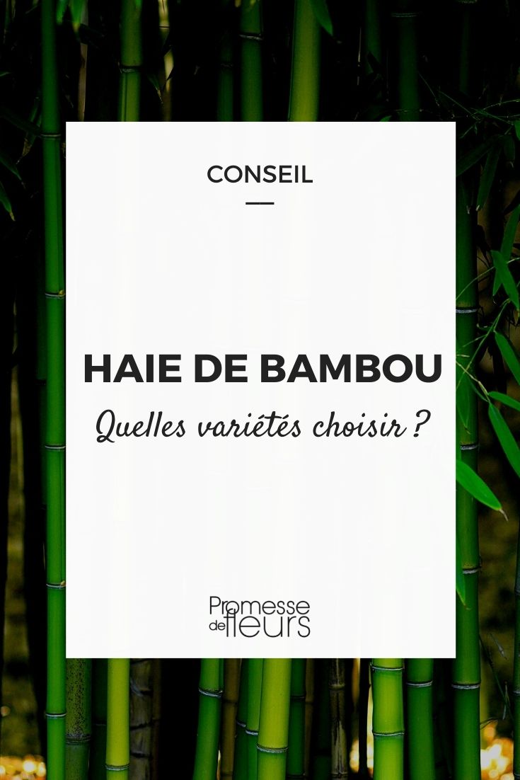 Haag van bamboe: welke variëteiten kiezen?