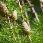 Lariks, Larix: planten, snoeien en verzorgen
