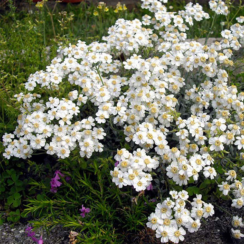 Witte Achillea