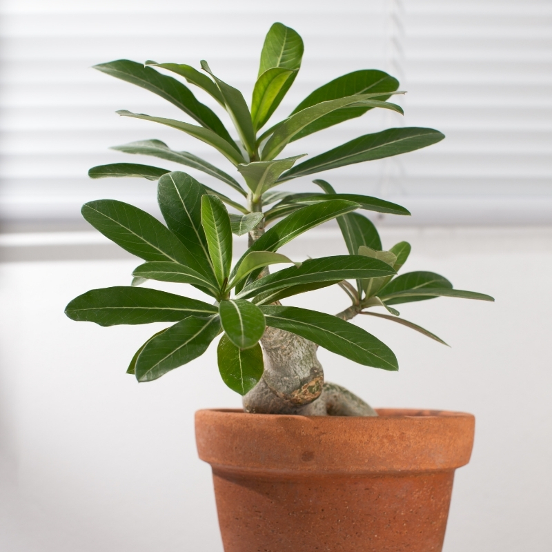 Adenium - Woestijnroos