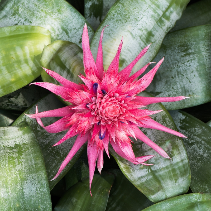 Aechmea - Bromelia