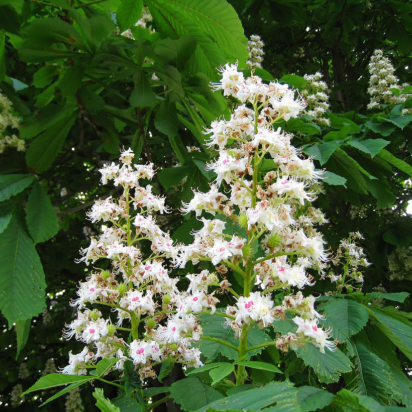 Aesculus - Kastanje