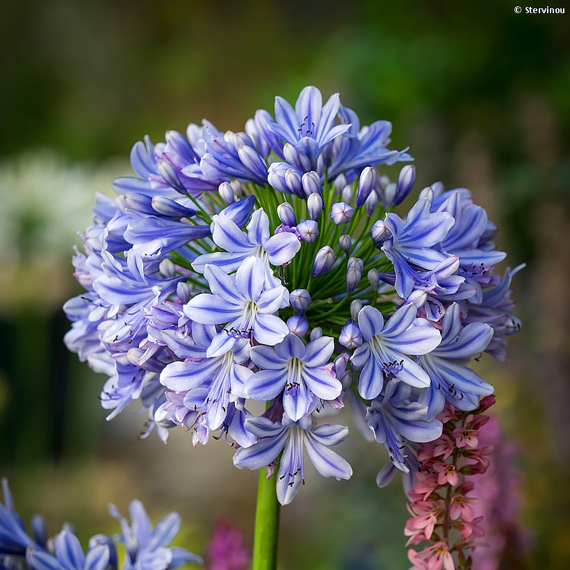 Agapanthus - Afrikaanse lelies