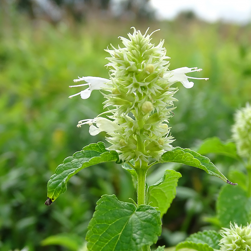 Witte Agastache
