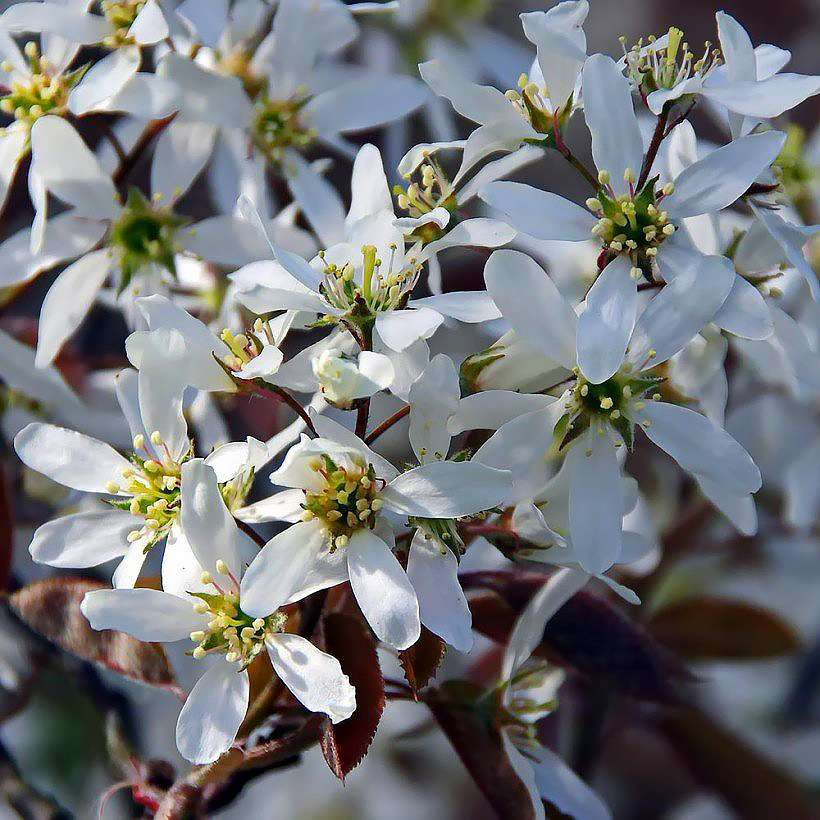 Krent - Amelanchier