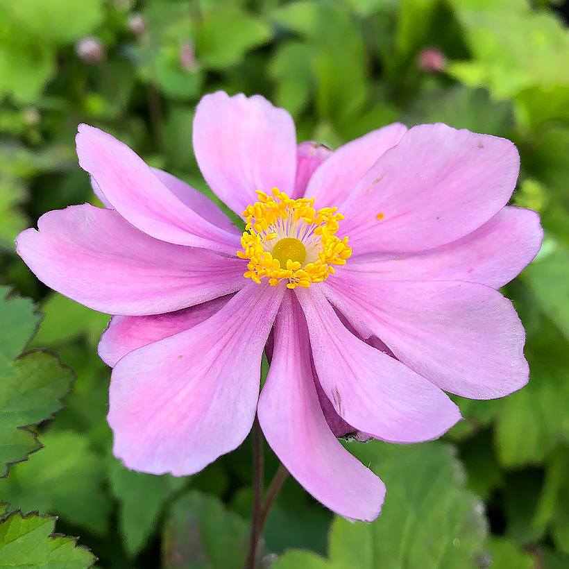 Japanse anemonen - Anemone hupehensis