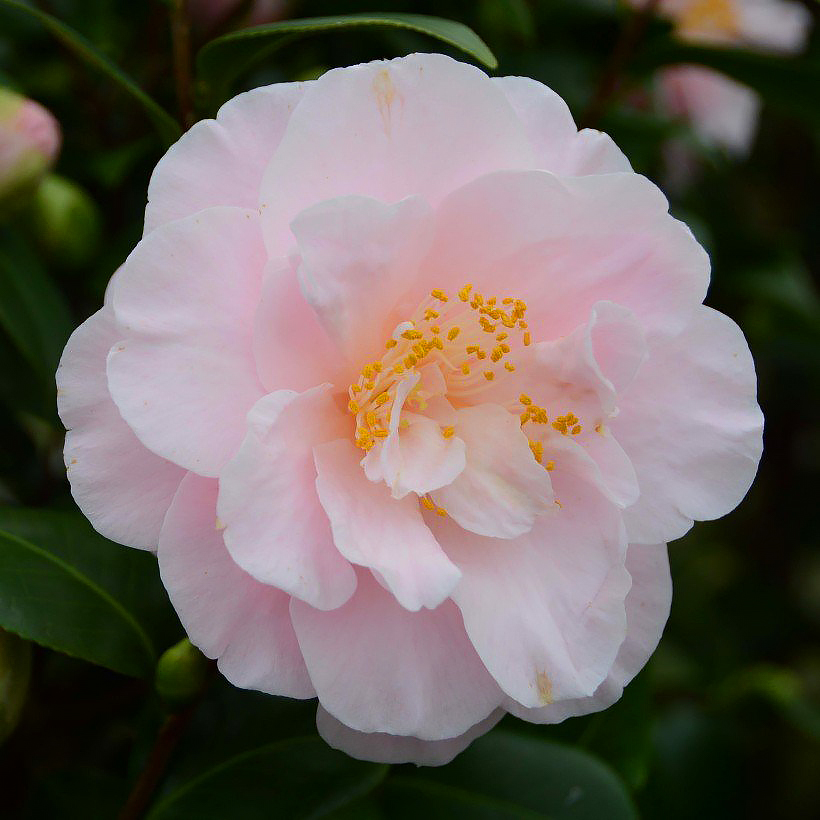 Heesters voor zeeklimaat en kustgebieden