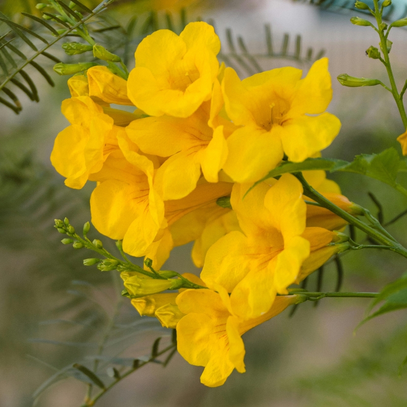 Exotische heesters met gele en oranje bloemen