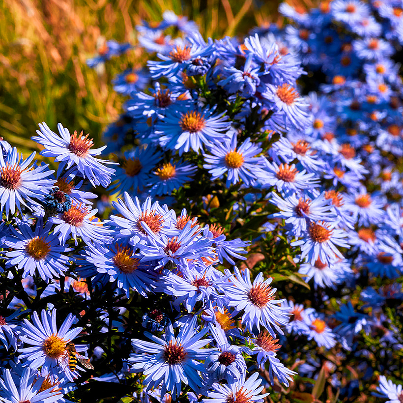 Asters met paarse, mauve of purperen bloemen