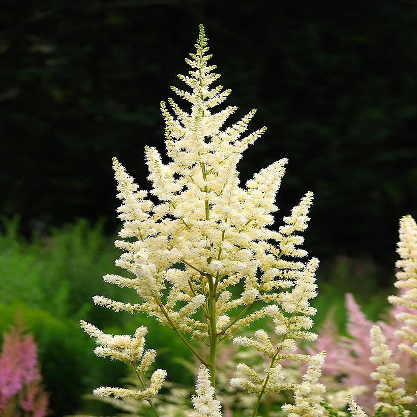 Witte Astilbe