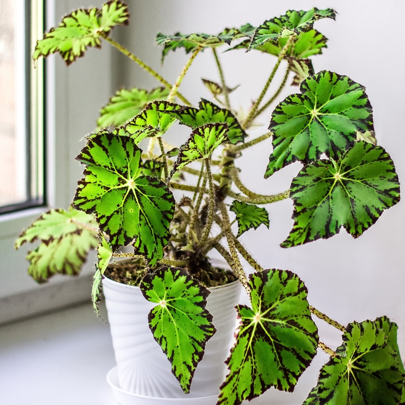 Begonia - Kamerplant