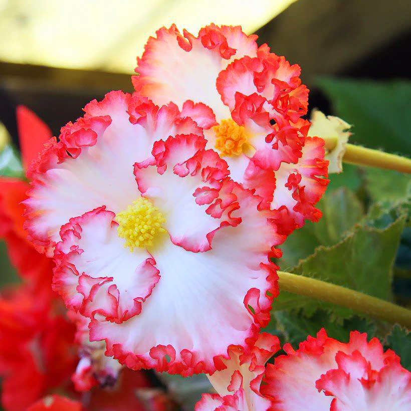 Begonia's