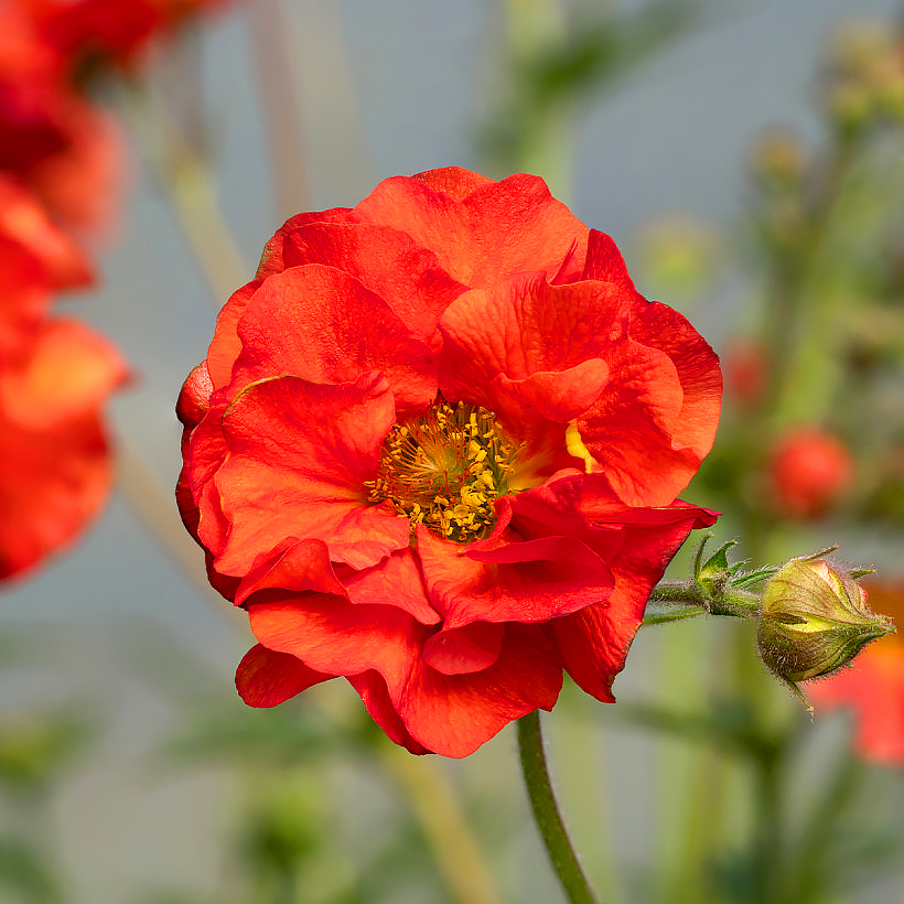 Geum - Nagelkruid