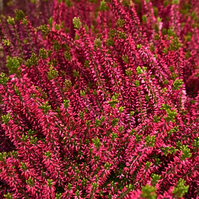 Heideplanten met rode bloemen