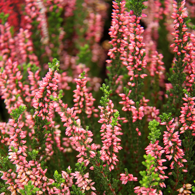 Zomerheide - Calluna