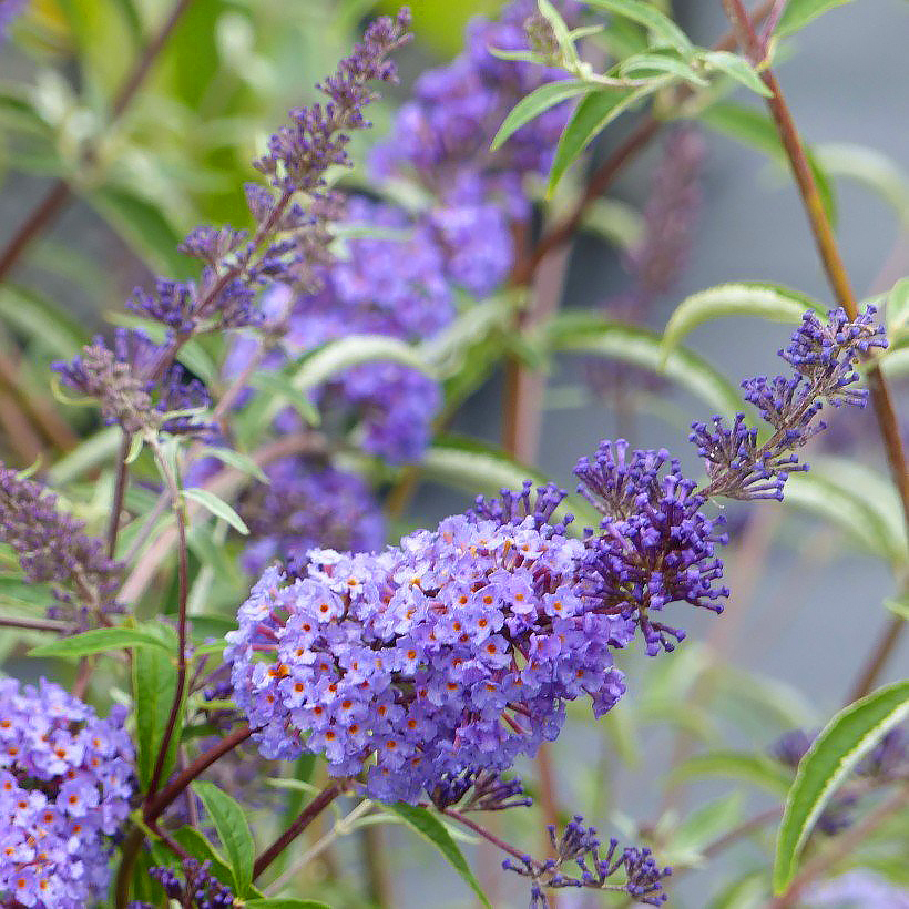 Vlinderstruik - Buddleia