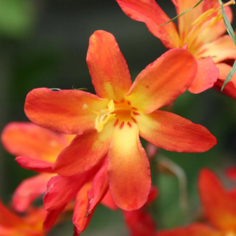 Zomerbollen met oranje bloemen