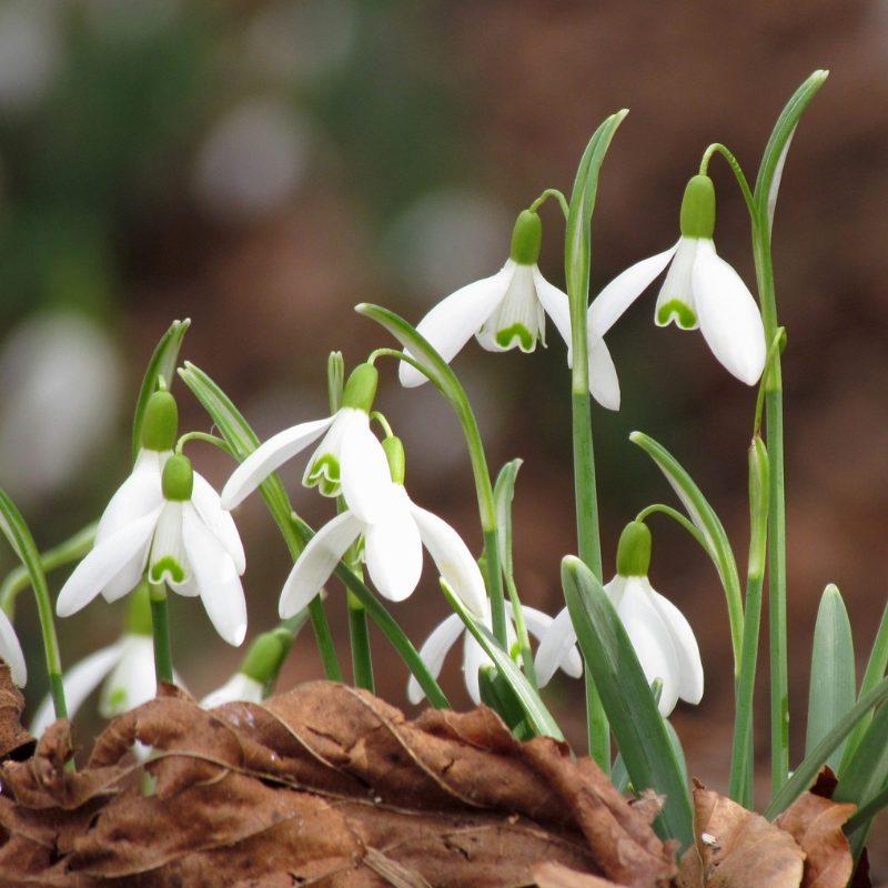Voorjaarsbollen met witte bloemen