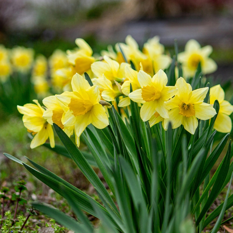 Voorjaarsbollen met gele bloemen