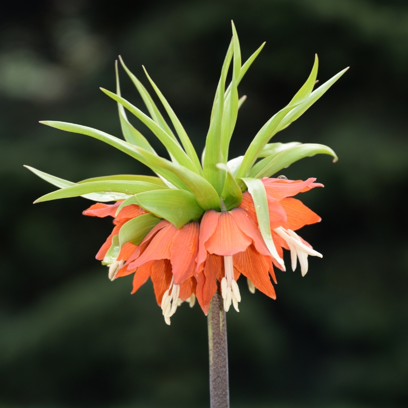 Voorjaarsbollen met oranje bloemen