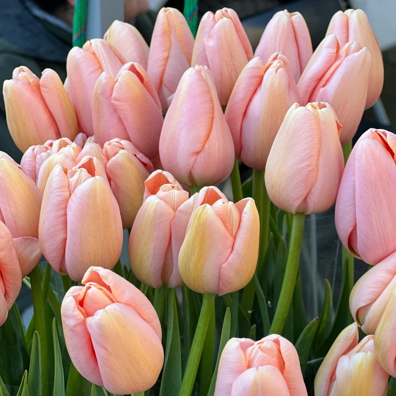 Voorjaarsbollen met roze bloemen