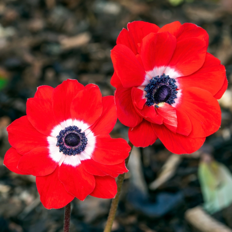 Voorjaarsbollen met rode bloemen