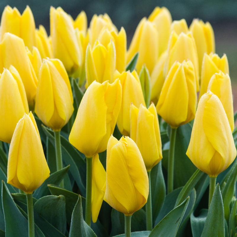 Bloembollen met gele bloemen