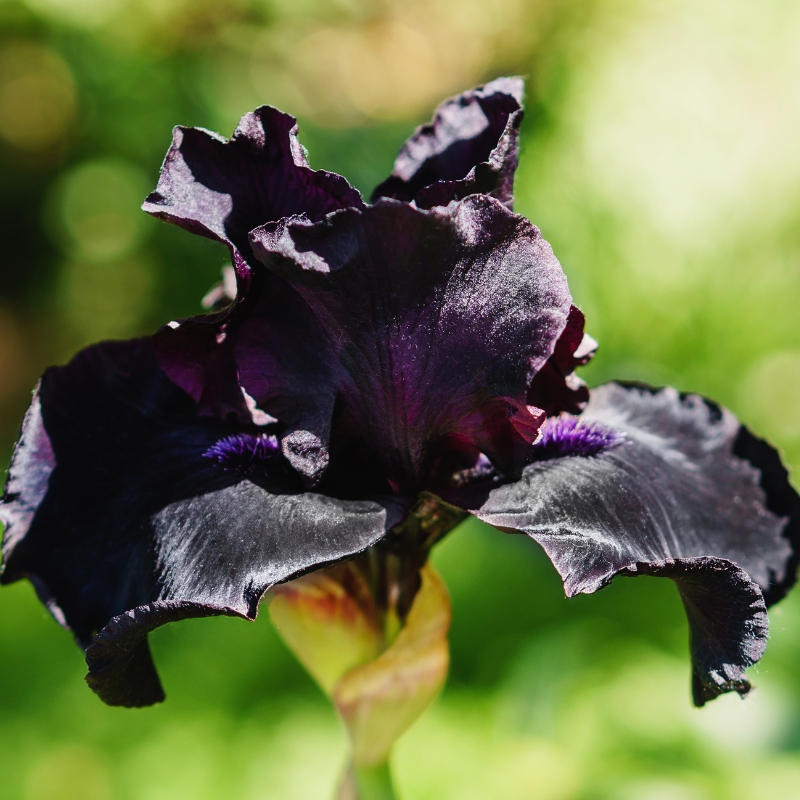 Bloembollen met zwarte bloemen