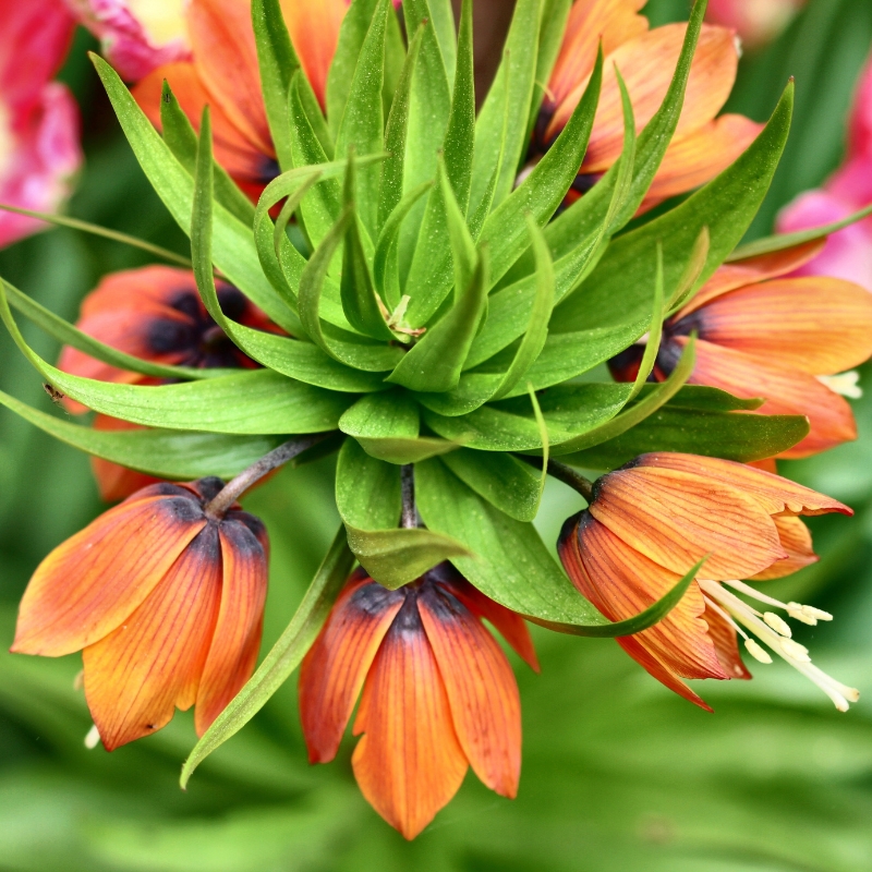 Bloembollen met oranje bloemen
